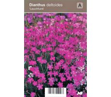 Dianthus deltoides 'Leuchtfunk'