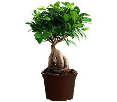 Ficus Microcarpa Ginseng, pot 17 cm, h 40 cm