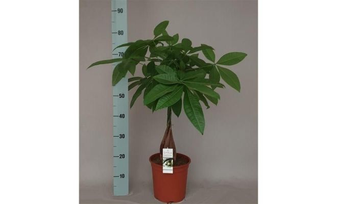 Pachira Aquatica (Geldboom), pot 21 cm, h 70 cm - afbeelding 1