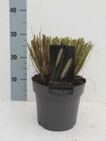 Pennisetum alopecuroides Hameln, pot 17 cm, h 10 cm - afbeelding 3