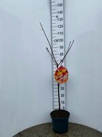 Prunus armeniaca, pot 26 cm, h 150 cm, abrikoos - afbeelding 2