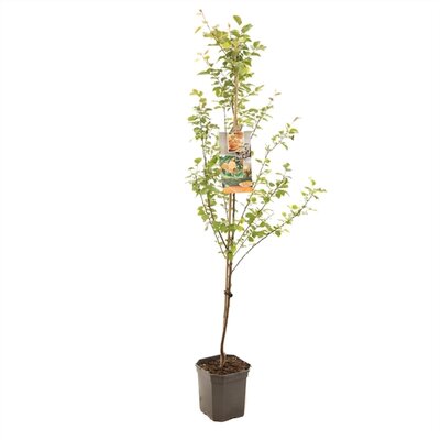 Prunus armeniaca, pot 26 cm, h 150 cm, abrikoos - afbeelding 1