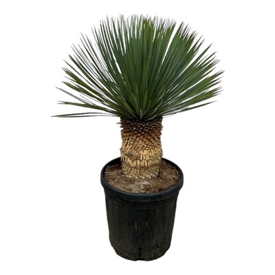 Palmlelie,Yucca rostrata,, pot 38 cm, h 110 cm
