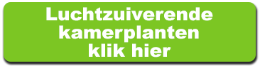 luchtzuiverende kamerplant