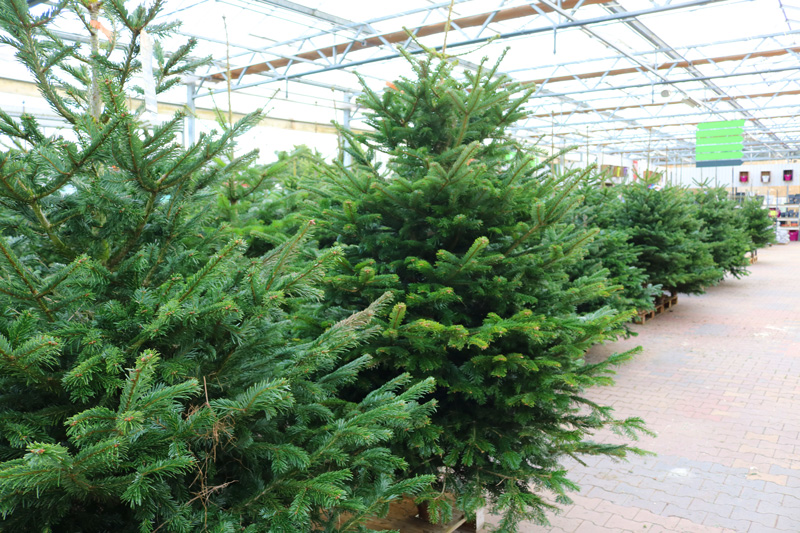 Nordmann Kerstboom kopen