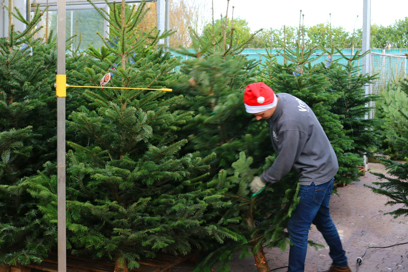 Nordmann Kerstboom Beuningen