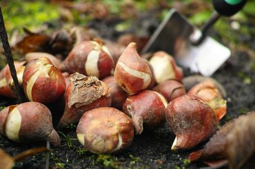 Kerstboom eruit, voorjaarsbollen erin!