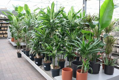 Bloempotten en plantenbakken