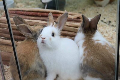 Dierenwinkel