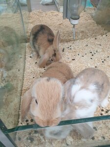 Dierenwinkel