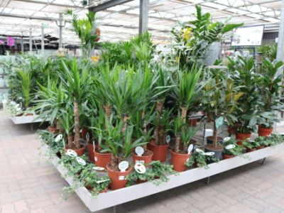 https://www.tuincentrumbull.nl/producten/434/kamerplanten-groen/property/luchtzuiverend[ja]