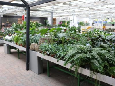 https://www.tuincentrumbull.nl/producten/434/kamerplanten-groen/property/luchtzuiverend[ja]