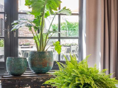 Kleur je kamer groen