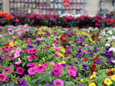 Sfeer winkel juli zomerbloeiers