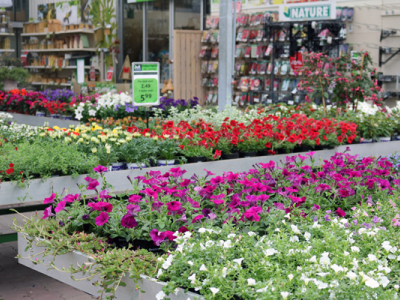 Sfeer winkel juli zomerbloeiers