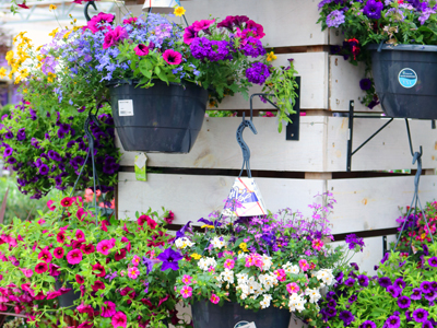 Sfeer winkel juli zomerbloeiers