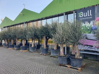 Tuincentrum Bull