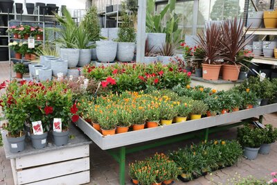 Tuincentrum Bull