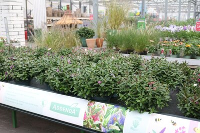 Tuinplanten 2023