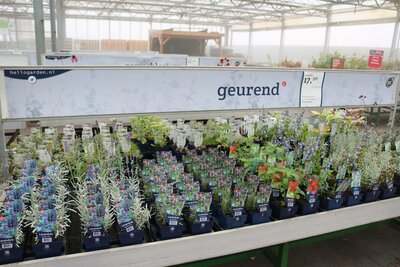 Tuinplanten 2023