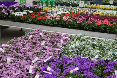 voorjaar tuinplanten maart april