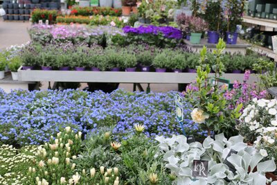 voorjaar tuinplanten maart april