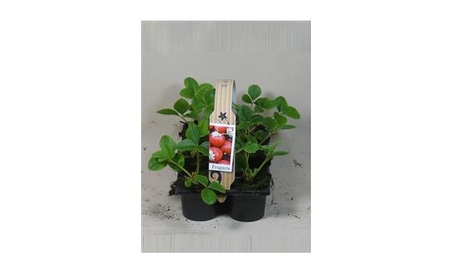 Aardbei Elsanta, pot 9 cm, 6 stuks