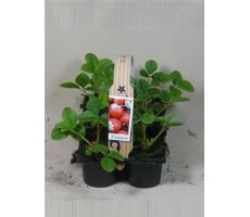 Aardbei Elsanta, pot 9 cm, 6 stuks