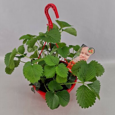 Aardbei Fragaria Tenira P25 - afbeelding 1