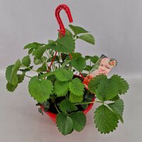 Aardbei Fragaria Tenira P25 - afbeelding 1