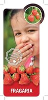 Aardbei Fragaria Tenira P25 - afbeelding 2