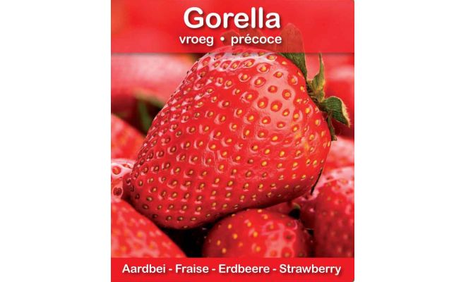 Aardbei Gorella