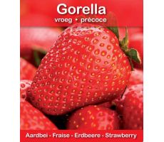 Aardbei Gorella