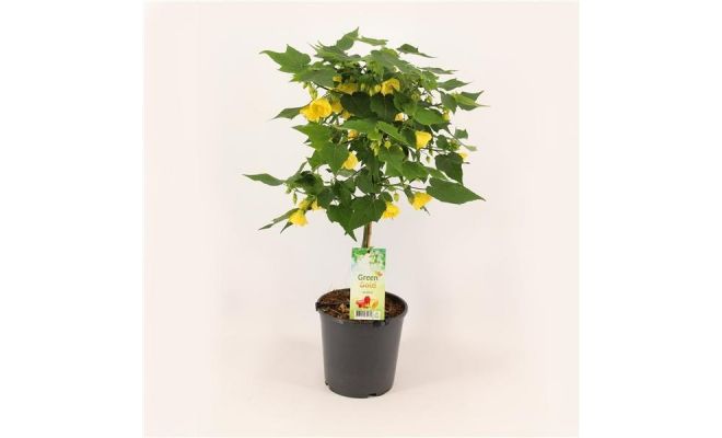 Abutilon P19, stam 70 cm