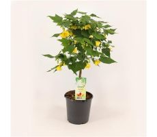 Abutilon P19, stam 70 cm