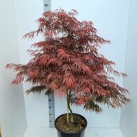 Acer pal. 'Garnet' pot 17 cm, h 70 cm - afbeelding 1