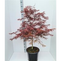 Acer pal. 'Garnet' pot 17 cm, h 70 cm - afbeelding 2