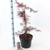 Acer pal. garnet, pot 29 cm, h 45 cm - afbeelding 1