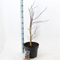 Acer pal. garnet, pot 29 cm, h 45 cm - afbeelding 2