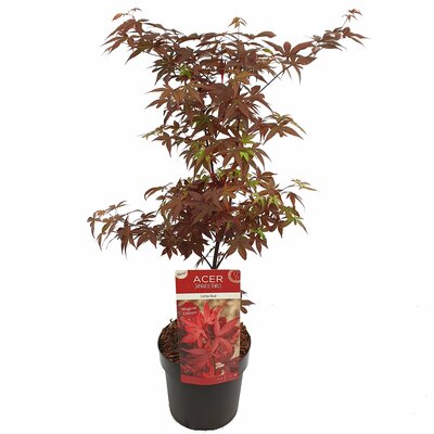 Acer pal. 'Little Red'® pot 19, h 40cm