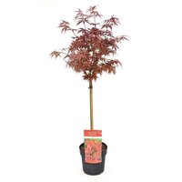 Acer pal. 'Shaina op stam, pot 19 cm, H 80 cm