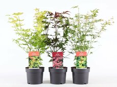 acer palm. mix pot 17 cm, h 45 cm