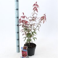 acer palmatum atropurpureum, pot 17 cm, h 35 cm - afbeelding 1