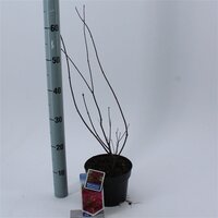 acer palmatum atropurpureum, pot 17 cm, h 35 cm - afbeelding 2