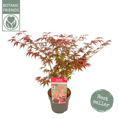 Acer palmatum Atropurpureum, pot 19 cm, h 50 cm - afbeelding 1