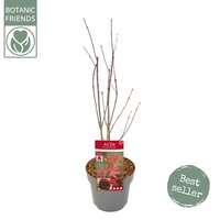 Acer palmatum Atropurpureum, pot 19 cm, h 50 cm - afbeelding 2