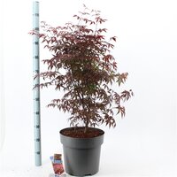 acer palmatum atropurpureum, pot 32 cm, h 125 cm - afbeelding 1