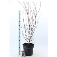 acer palmatum atropurpureum, pot 32 cm, h 125 cm - afbeelding 2