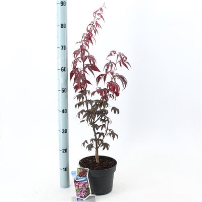 acer palmatum bloodgood, pot 19 cm, h 60 cm - afbeelding 1