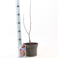 acer palmatum bloodgood, pot 19 cm, h 60 cm - afbeelding 2